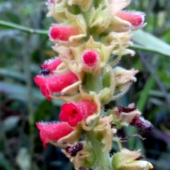 Sinningia curtiflora