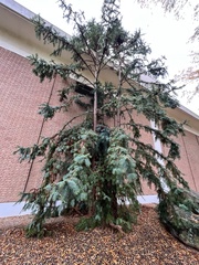 Cunninghamia