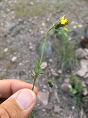 Bidens tenuisecta