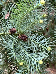 Cunninghamia