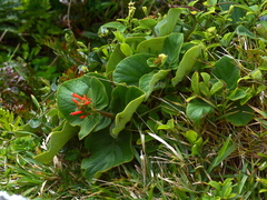 Sinningia macrostachya