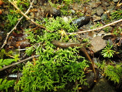 Desmognathus santeetlah