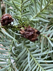 Cunninghamia
