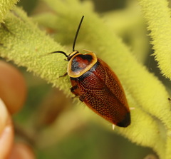 Ellipsidion reticulatum