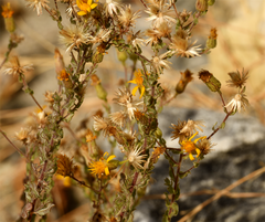 Heterotheca sessiliflora