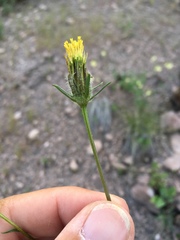 Bidens tenuisecta