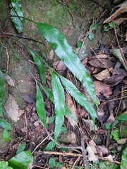 Asplenium formosae