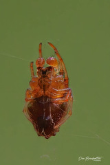 Araniella displicata