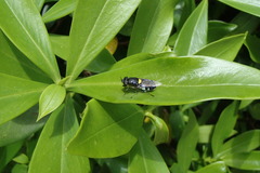 Odontomyia hunteri