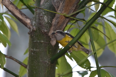 Coereba flaveola