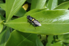 Odontomyia hunteri