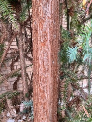 Cunninghamia