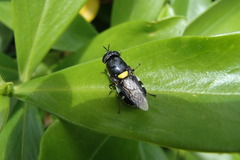 Odontomyia hunteri