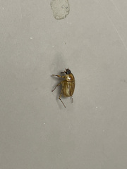 Cyclocephala lurida