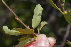 Quercus vaseyana