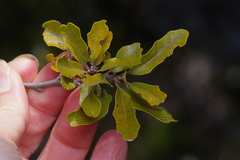 Quercus vaseyana