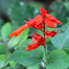 Salvia splendens