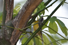 Coereba flaveola