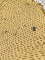 Bartheletia paradoxa