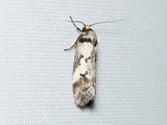 Philobota iphigenes