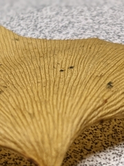 Bartheletia paradoxa