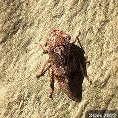Stenocotis depressa