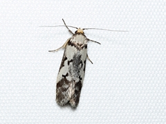 Philobota iphigenes