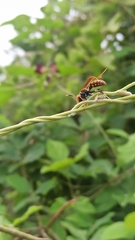 Polistes versicolor