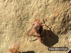 Stenocotis depressa