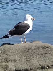 Larus dominicanus