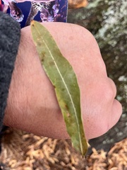 Quercus phellos