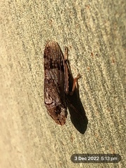 Stenocotis depressa