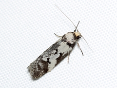 Philobota iphigenes