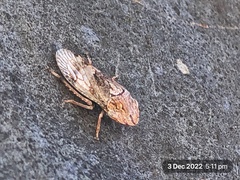 Stenocotis depressa