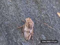 Stenocotis depressa