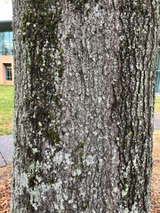 Quercus phellos