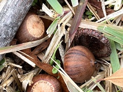 Quercus phellos