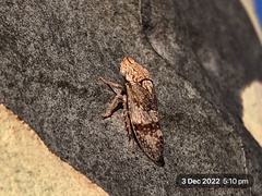 Stenocotis depressa