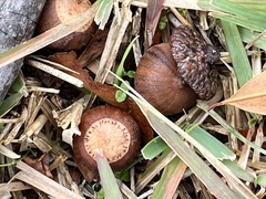 Quercus phellos