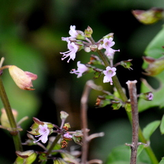 Ocimum carnosum
