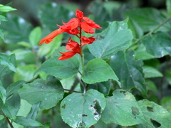Salvia splendens