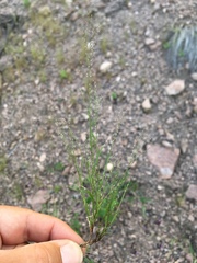 Muhlenbergia ramulosa