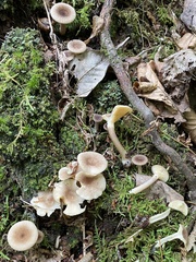 Lactarius griseus