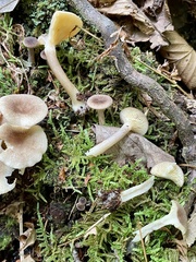 Lactarius griseus