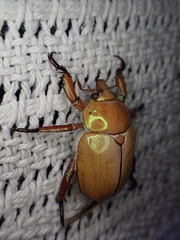 Anoplognathus montanus