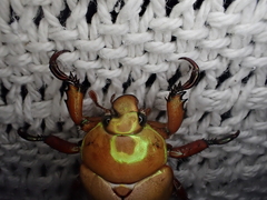 Anoplognathus montanus