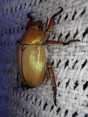 Anoplognathus montanus