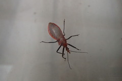 Gminatus