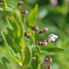 Scutellaria racemosa