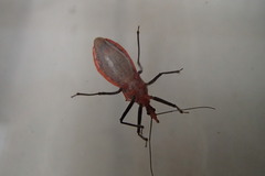 Gminatus